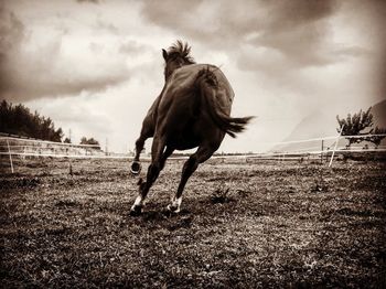 Horse on field against sky