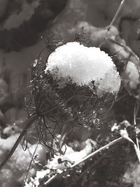 Close-up of snow on bare tree