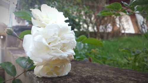 Close-up of white rose blooming outdoors