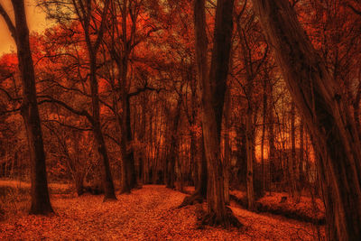 Trees in forest during autumn