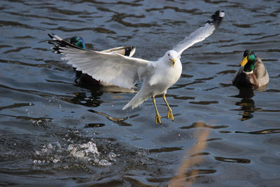 Seagulls flying over lake