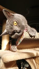 Close-up portrait of a cat looking away