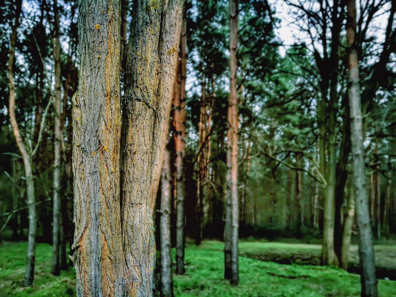 tree, plant, trunk, tree trunk, land, focus on foreground, forest, growth, nature, woodland, day, no people, tranquility, beauty in nature, outdoors, grass, field, wood - material, non-urban scene, green color, bamboo - plant, rainforest