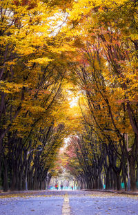 Trees in autumn