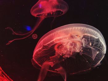 Jellyfish swimming in sea