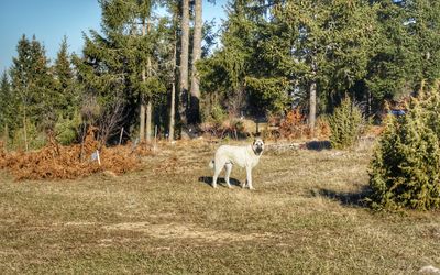 White dog in zlatar mountain