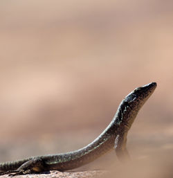 Lizard sunbathing