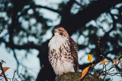 Low angle view of eagle perching on tree against sky