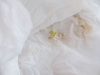 Close-up of white rose flower