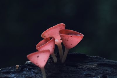 Close-up of pink mushroom