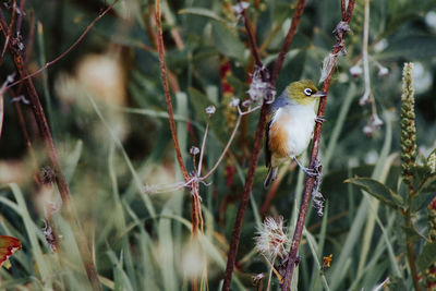 Close-up of bird perching on branch