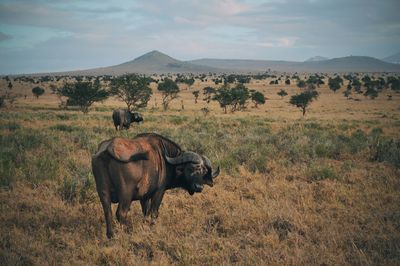 Water buffalos on field against sky