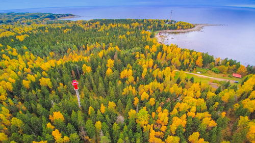 High angle view of yellow flowering plants on land