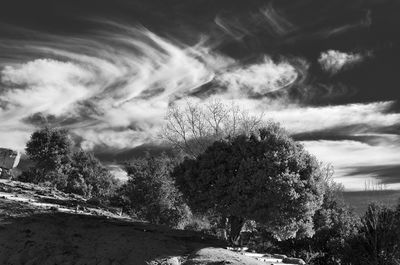 Low angle view of trees against sky