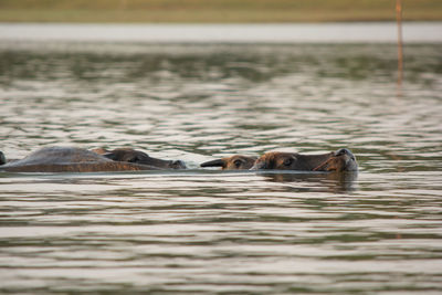 Ducks swimming in lake