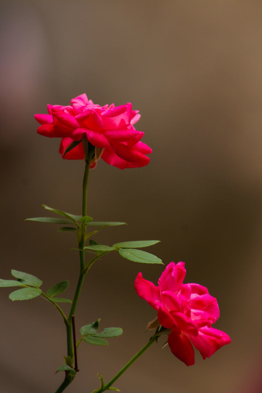 CLOSE-UP OF PINK ROSE AGAINST PLANTS