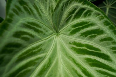 leaf