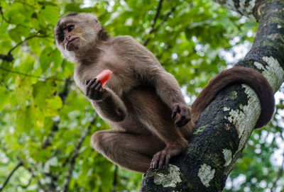Low angle view of monkey sitting on tree
