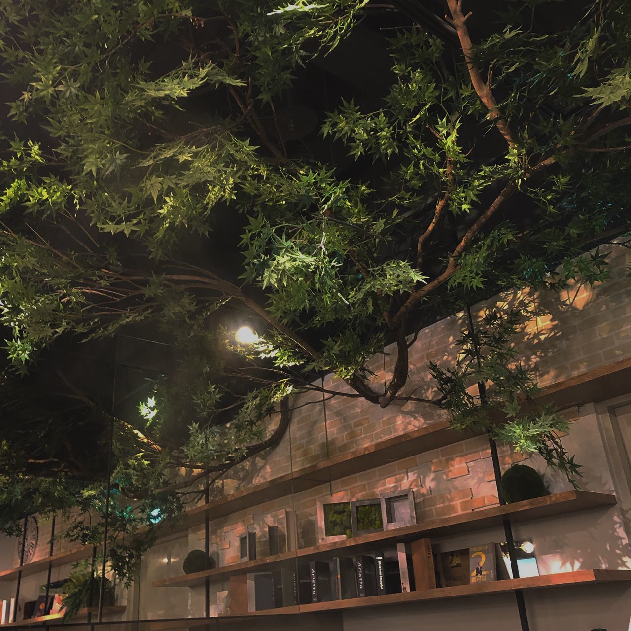 LOW ANGLE VIEW OF ILLUMINATED STREET LIGHT BY TREE