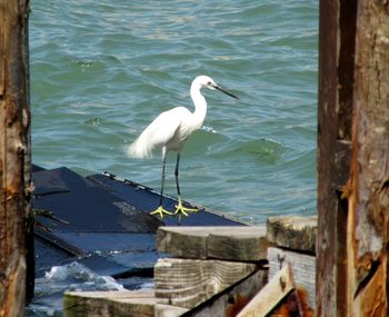 Birds perching on lake