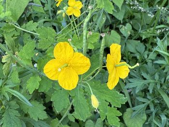 plant