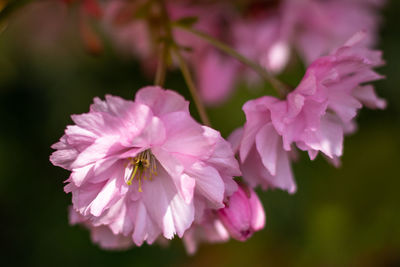 Close-up of insect on pink flower