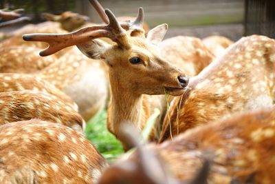 Deer in a field