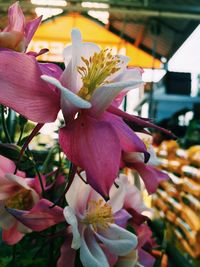 Close-up of pink orchid flowers