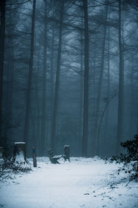 Trees on snow covered field during winter