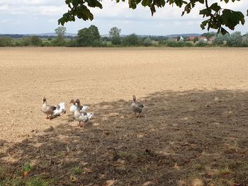 Flock of birds on the field