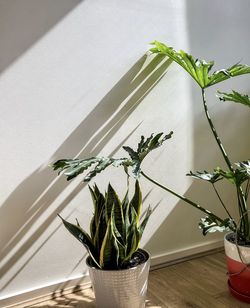 Close-up of potted plants against white wall at home.