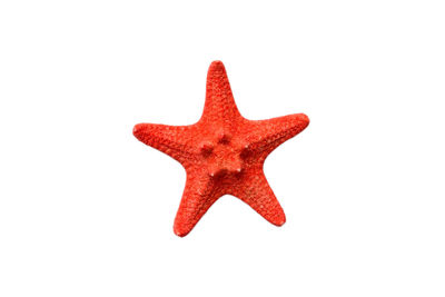 starfish