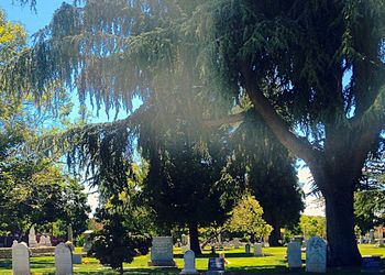 Trees in park