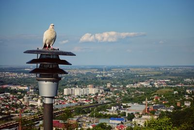 Bird perching on a city