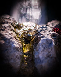 Close-up of lizard on rock