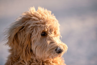 Close-up of a dog looking away