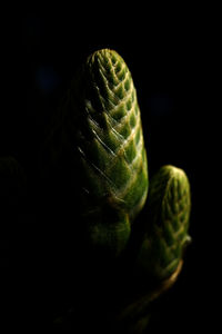 Close-up of lemon slice over black background