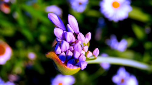 Close-up of purple flowering plant