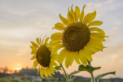 Close-up of sunflower against sky