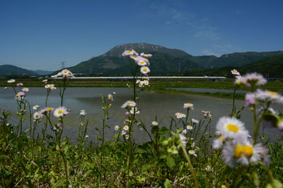 flowering plant