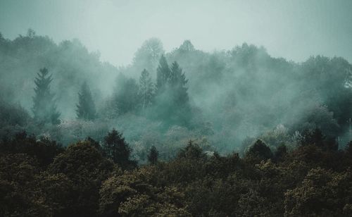 Trees in forest against sky during foggy weather