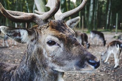 Close-up portrait of deer in forest