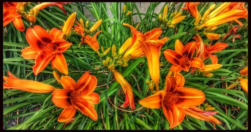 Close-up of pink flower