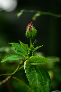 Close-up of insect on leaf