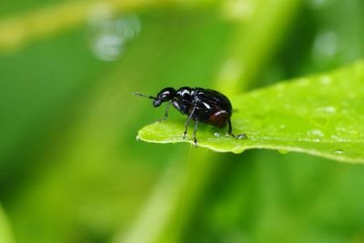 Close-up of insect on leaf