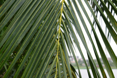 Full frame shot of palm tree leaves