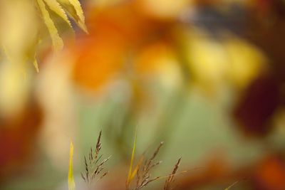 Close-up of fresh plant