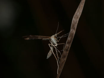 Close-up of insect