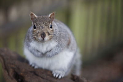 Close-up portrait of squirrel