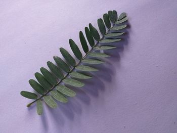 High angle view of leaves on table